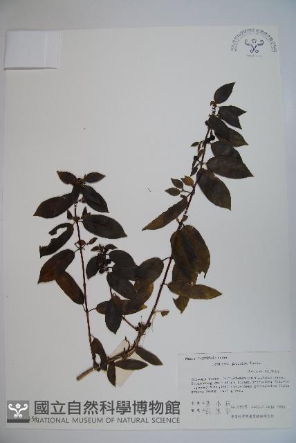 忍冬、金銀花藏品圖，第1張