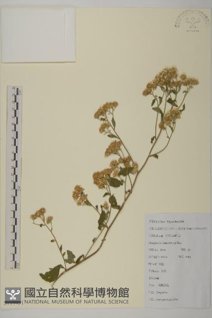 山白蘭藏品圖，第1張