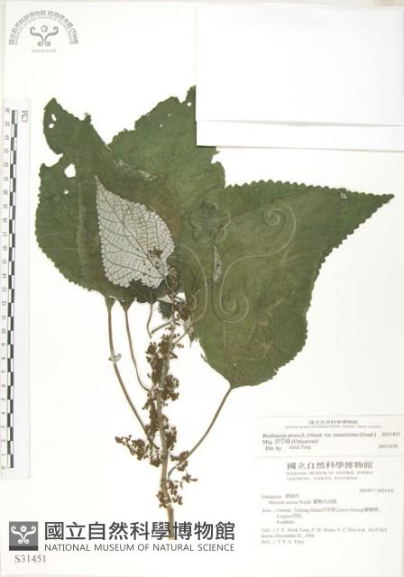 Shurbby False-nettle Collection Image