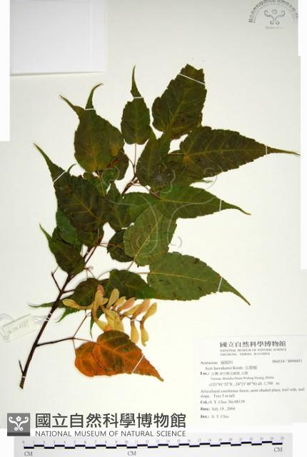 尖葉槭藏品圖，第1張