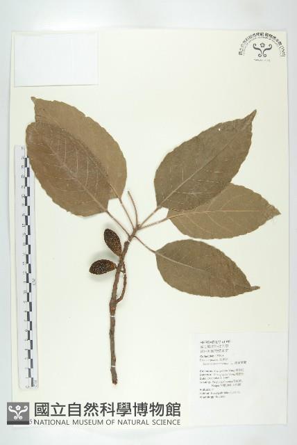 錫蘭橄欖、鋸葉杜英藏品圖，第1張