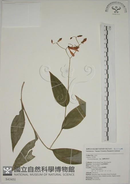 臺灣油點草藏品圖，第1張