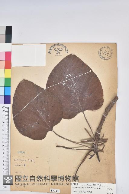 三年桐、光桐藏品圖，第1張