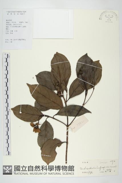 香港四照花藏品圖，第1張