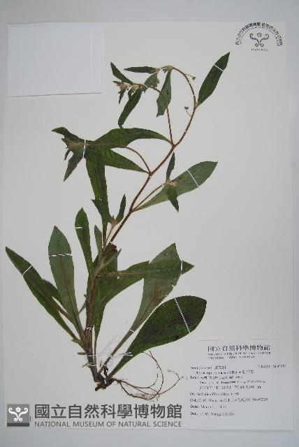 盾果草藏品圖，第1張