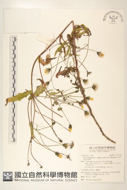 玉山毛蓮菜藏品圖，第1張