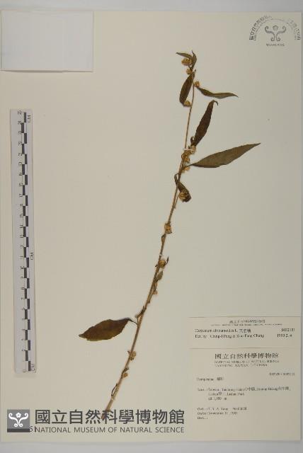 天名精藏品圖，第1張