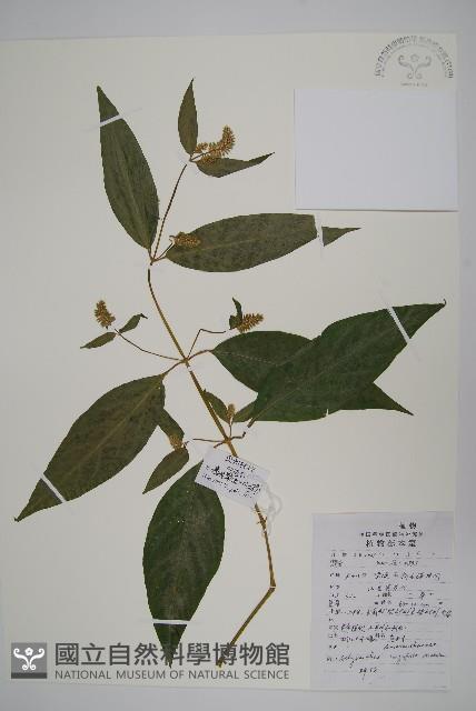 柳葉牛膝藏品圖，第1張