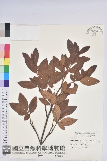 白花杜鵑藏品圖，第1張