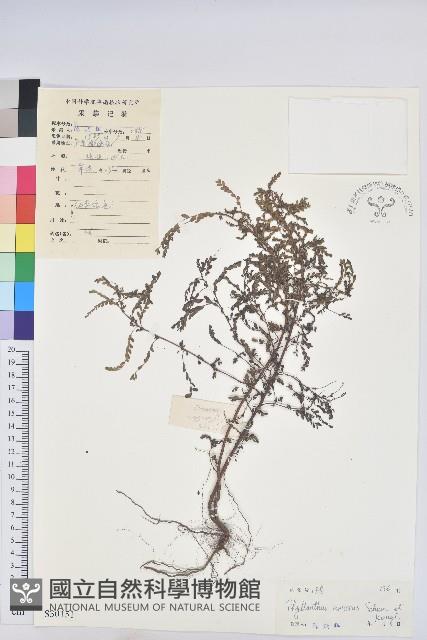 小返魂藏品圖，第1張