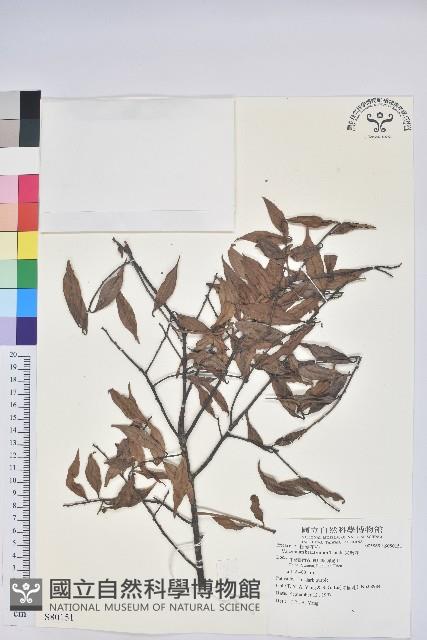 米飯花藏品圖，第1張