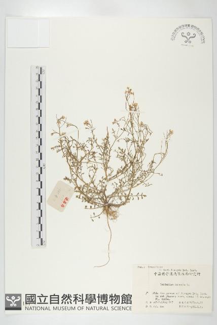 碎米薺藏品圖，第1張