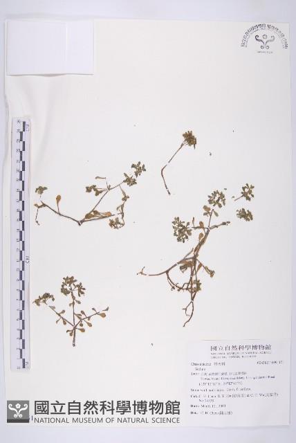 登錄號:S091151藏品圖，第1張