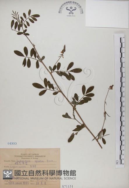 穗花木藍藏品圖，第1張