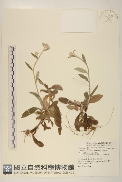 紅面番藏品圖，第1張