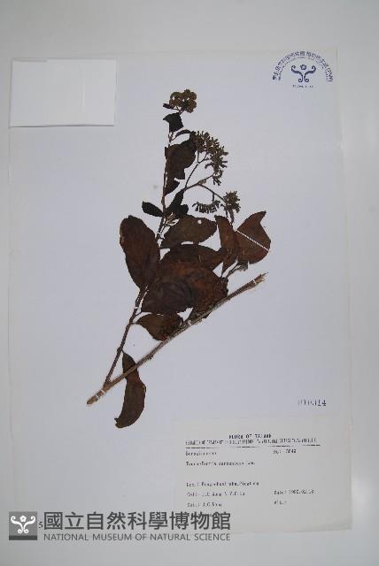 冷飯藤藏品圖，第1張