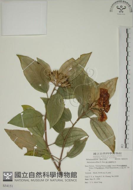 基尖葉野牡丹、蘭嶼野牡丹藏品圖，第1張