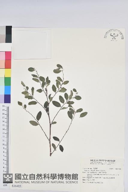 紅仔珠藏品圖，第1張