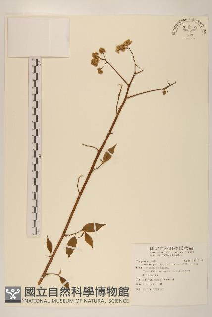 小舌菊、蔓綿菜藏品圖，第1張