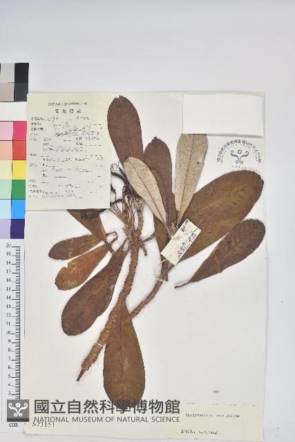 紫玉盤杜鵑藏品圖，第1張