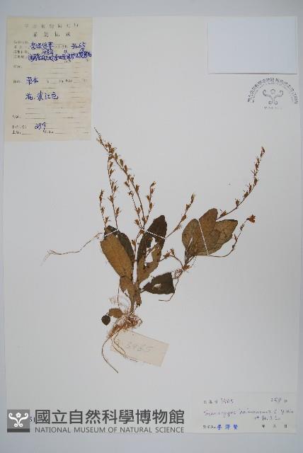 海南叉柱花藏品圖，第1張