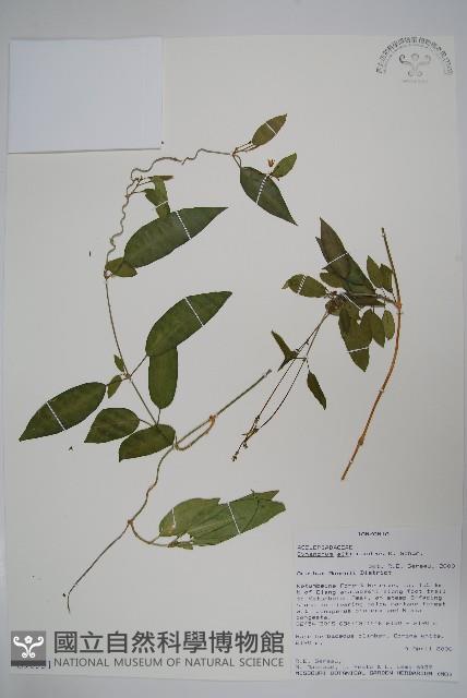 登錄號:S096351藏品圖，第1張