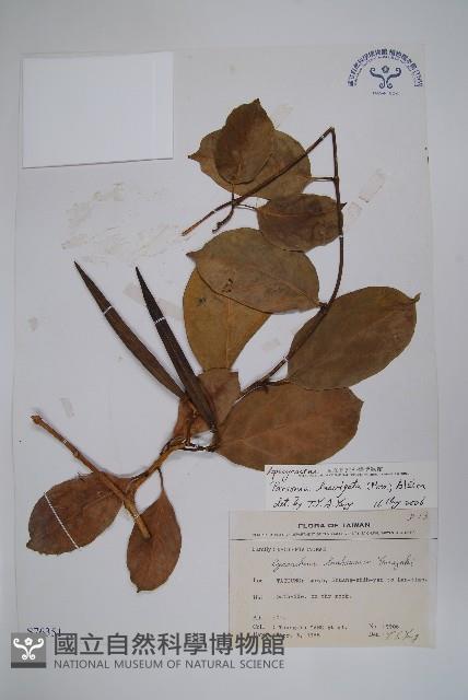 Helicoid-stamenal parsonsia Collection Image, Figure 1, Total 2 Figures