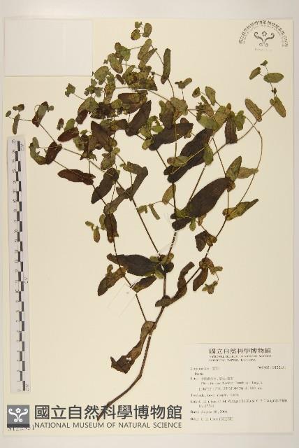 Accession Number:S122351 Collection Image, Figure 1, Total 2 Figures