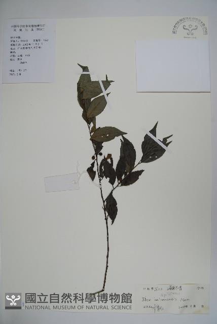 海南冬青藏品圖，第1張