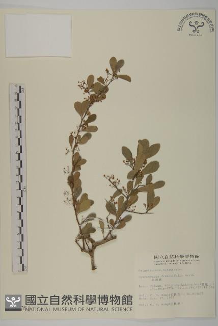 刺裸實、變葉裸實藏品圖，第1張