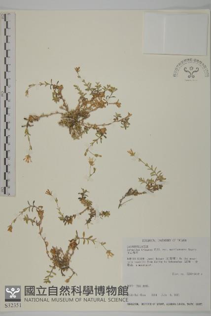 玉山卷耳藏品圖，第1張