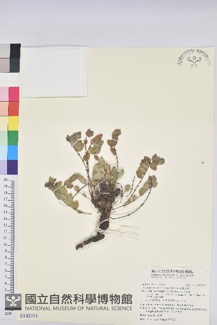 濱大戟藏品圖，第1張