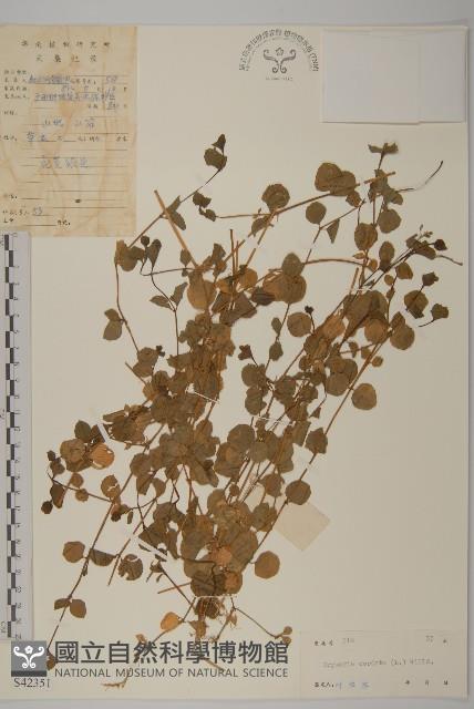 荷蓮豆藏品圖，第1張