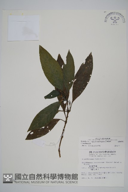 長穗馬藍藏品圖，第1張