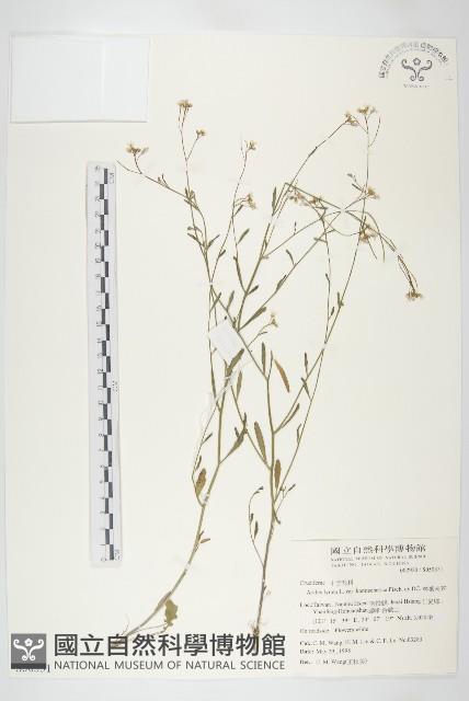 琴葉南芥藏品圖，第1張