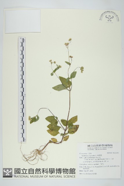 霍香薊藏品圖，第1張