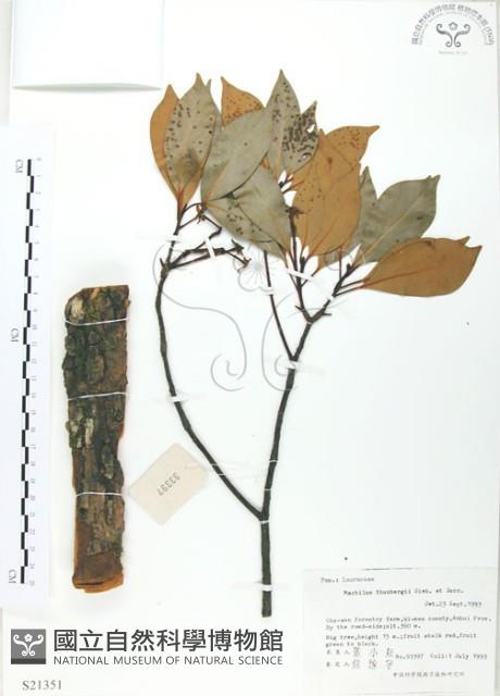 豬腳楠藏品圖，第1張