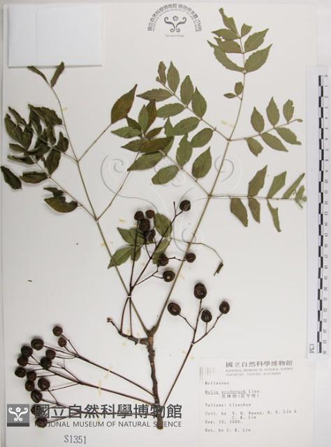 楝、苦楝藏品圖，第1張