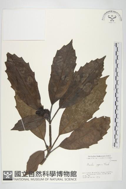 東瀛珊瑚藏品圖，第1張