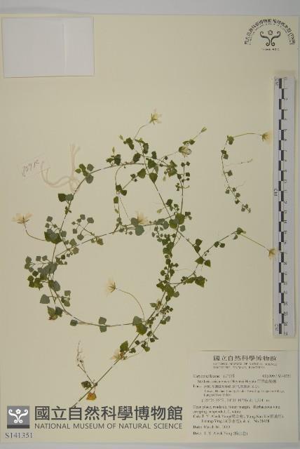 阿里山繁縷藏品圖，第1張