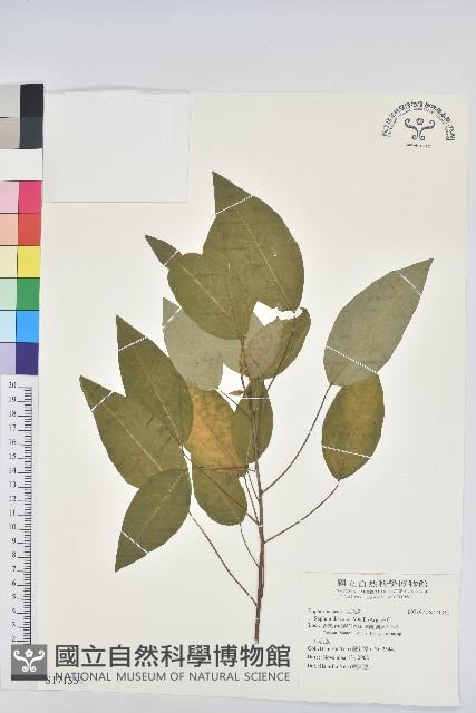 白臼藏品圖，第1張