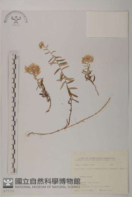 抱莖籟簫藏品圖，第1張