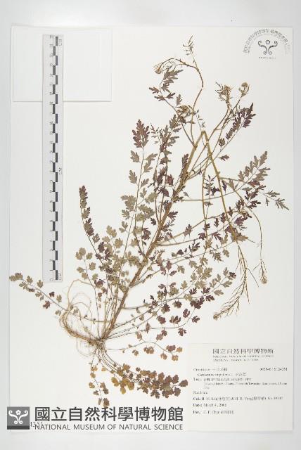 水花菜藏品圖，第1張