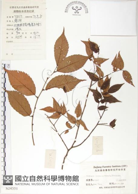 櫸、雞油藏品圖，第1張