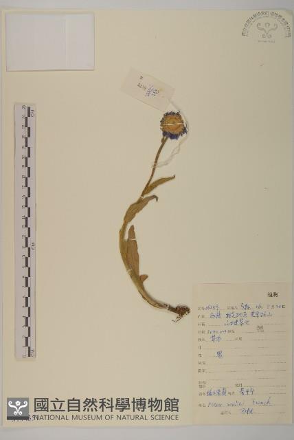 緣毛紫菀藏品圖，第1張