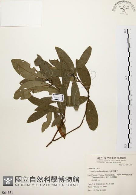 黃肉樹, 小梗木薑子藏品圖，第1張