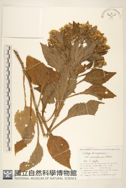 登錄號:S144351藏品圖，第1張