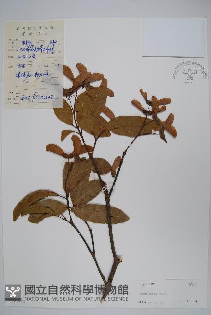 紅翅槭藏品圖，第1張