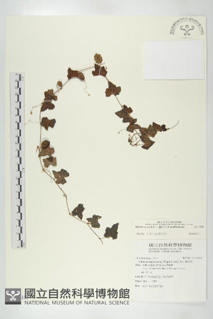 垂果瓜藏品圖，第1張