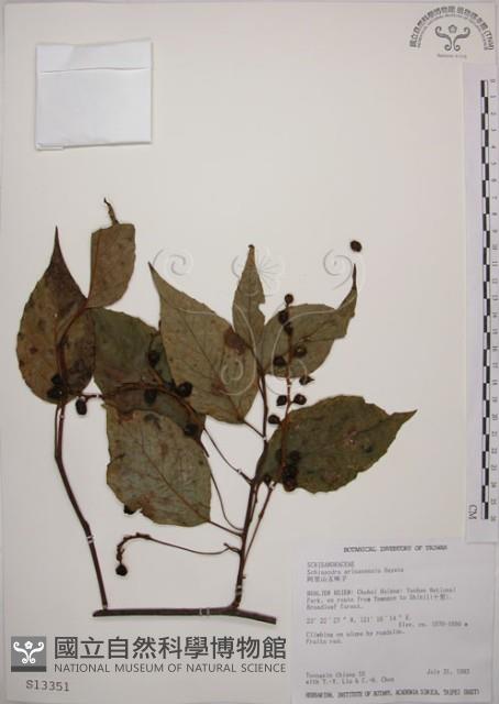 阿里山五味子藏品圖，第1張